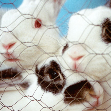 Marisol Mendez, Padre