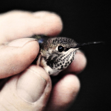 Joel Jimenez Jara, Glimmers, feathers and staring skies