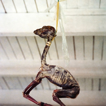 Marisol Mendez, Padre